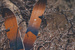 Damen Splitboard Arbor - Swoon Rocker